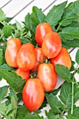 LYCOPERSICON ESCULENTUM ROMA, (TOMATO ROMA)