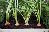 DAUCUS CAROTA, (CARROTS IN PLANTER)