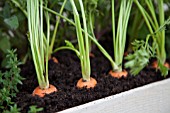 DAUCUS CAROTA, (CARROTS IN PLANTER)