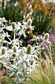 ERYNGIUM GIGANTEUM MISS WILLMOTTS GHOST