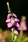 ERICA SP.