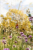 STIPA WITH VERBENA BONARIENSIS AND BUTTERFLY