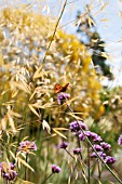 STIPA WITH VERBENA BONARIENSIS AND BUTTERFLY