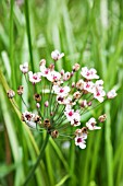 BUTOMUS UMBELLATUS