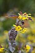 LYSIMACHIA FIRECRACKER