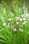 BUTOMUS UMBELLATUS