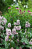 STACHYS OFFICIANALIS ROSEA SUPERBA