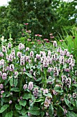 STACHYS OFFICIANALIS ROSEA SUPERBA