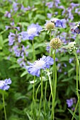 SCABIOSA CAUCASICA CLIVE GREAVES