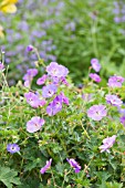 GERANIUM ROXANNE