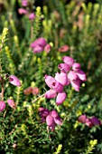 ERICA SP.