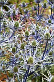 ERYNGIUM X ZABELLII