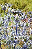 ERYNGIUM X ZABELLII