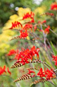 CROCOSMIA LUCIFER RED