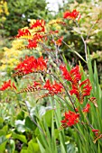 CROCOSMIA LUCIFER RED