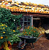 MIXED CUCURBITA HARVEST