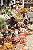 MIXED SUCCULENTS AT BETH CHATTOS GARDEN