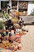 MIXED SUCCULENTS AT BETH CHATTOS GARDEN