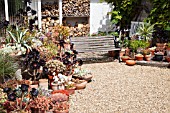 MIXED SUCCULENTS AT BETH CHATTOS GARDEN