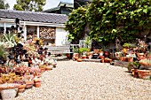 MIXED SUCCULENTS AT BETH CHATTOS GARDEN