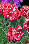 DIANTHUS WHATFIELD GEM