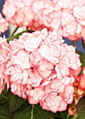 HYDRANGEA MACROPHYLLA MISS SAORI, (RHS PLANT OF THE YEAR 2014)