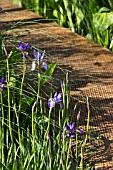 RBC WATERSCAPE GARDEN - DESIGNED BY HUGO BUGG LANDSCAPES - RHS CHELSEA