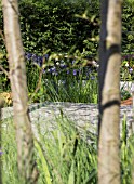 RBC WATERSCAPE GARDEN - DESIGNED BY HUGO BUGG LANDSCAPES - RHS CHELSEA