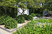 THE LAURENT PERRIER GARDEN, RHS CHELSEA FLOWER SHOW.  DESIGNER: LUCIANO GIUBBILEI