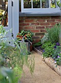 TOMATOES IN CONTAINER