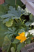 COURGETTES IN COLDFRAME