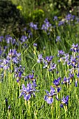 IRIS SP. EN MASSE