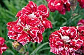 DIANTHUS WHATFIELD GEM