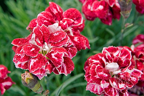 DIANTHUS_WHATFIELD_GEM