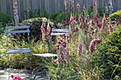 ASTRANTIA RUBY PORT WITH VERBASCUM PETRA