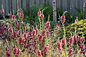 ASTRANTIA RUBY PORT WITH VERBASCUM PETRA