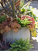 HEUCHERA AND FERNS IN CONTAINER