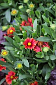 GAILLARDIA CELEBRATION