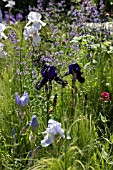 MIXED IRISES