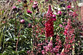 MIXED SUMMER PLANTING