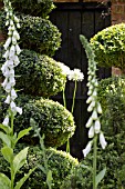 THE TOPIARIST GARDEN AT WEST GREEN HOUSE - DESIGNER MARYLYN ABBOTT - RHS CHELSEA