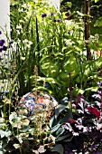 TEAM SAGA, ARITA - DESIGNER SHUKO NODA - RHS CHELSEA