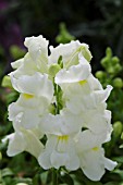 ANTIRRHINUM MAJUS MONTEGO WHITE