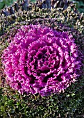 BRASSICA OLERACEA GLAMOUR RED