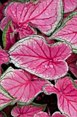 CALADIUM FLORIDA SWEETHEART