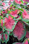 CALADIUM FRIEDA HEMPLE