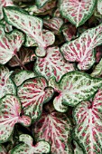 CALADIUM GINGERLAND