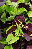 COLEUS CHOCOLATE SPLASH