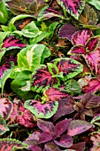 COLEUS RAINBOW MIX