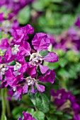 CUPHEA LLAVEA SRIRACHA VIOLET